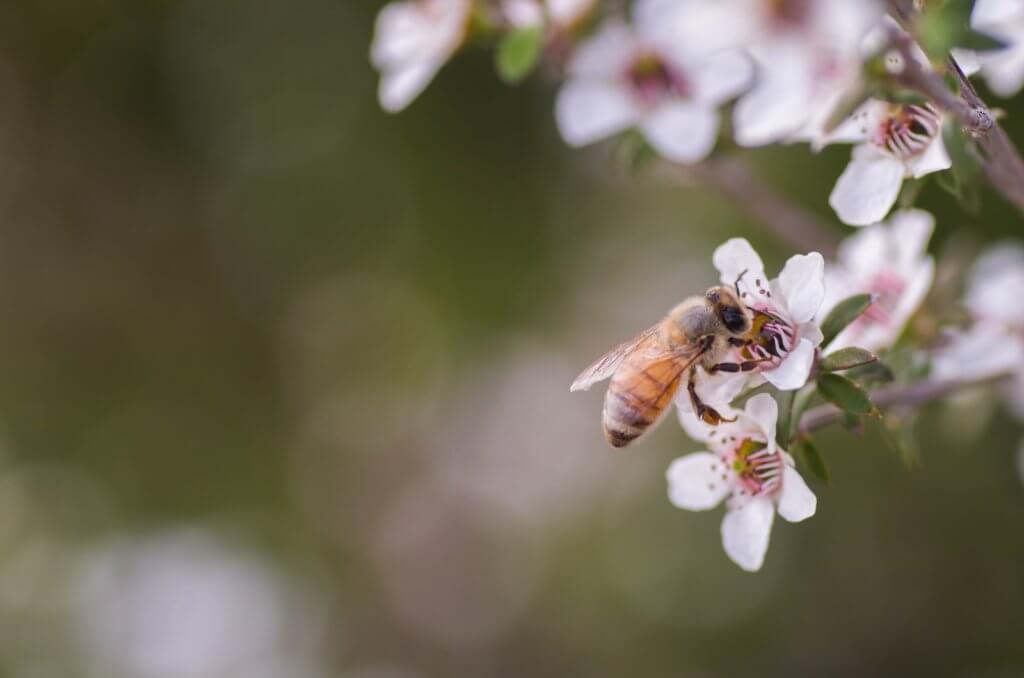 Bee pollinating a flower